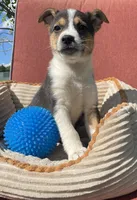 Wyatt , a male Australian Cattle Dog and Border Collie for sale in Hillsboro, WI – 6 of 7