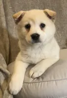 Frosty, a female American Eskimo and Shiba Inu for sale in Hillsboro, WI – Photo 1 of 5