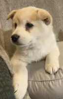 Frosty, a female American Eskimo and Shiba Inu for sale in Hillsboro, WI – Photo 3 of 5