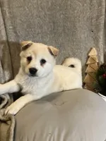 Frosty, a female American Eskimo and Shiba Inu for sale in Hillsboro, WI – Photo 2 of 5