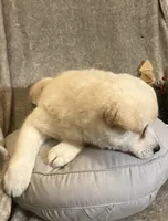 Frosty, a female American Eskimo and Shiba Inu for sale in Hillsboro, WI – Photo 5 of 5