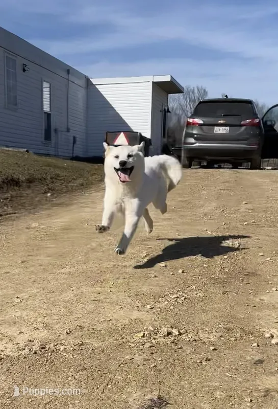 Frosty – American Eskimo, Shiba Inu puppy for sale in Hillsboro, WI