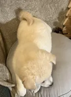 Frosty, a female American Eskimo and Shiba Inu for sale in Hillsboro, WI – Photo 4 of 5