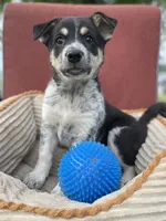 Lady, a female Australian Cattle Dog for sale in Hillsboro, WI – 2 of 5