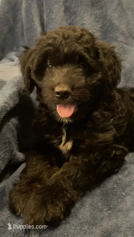 Fin – English Shepherd, Poodle - Miniature  puppy for sale in Hillsboro, WI