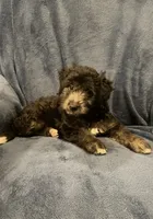 Willow , a female English Shepherd and Poodle - Miniature  for sale in Hillsboro, WI – 6 of 8