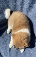 Daisy, a female Shiba Inu for sale in Hillsboro, WI – 4 of 5