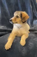 Libby, a female American Eskimo and Jack Russell Terrier for sale in Hillsboro, WI – 10 of 10