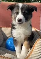 Dusty, a male Australian Cattle Dog and Border Collie for sale in Hillsboro, WI – 4 of 7