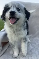 Ollie, a male Australian Cattle Dog for sale in Hillsboro, WI – 2 of 7