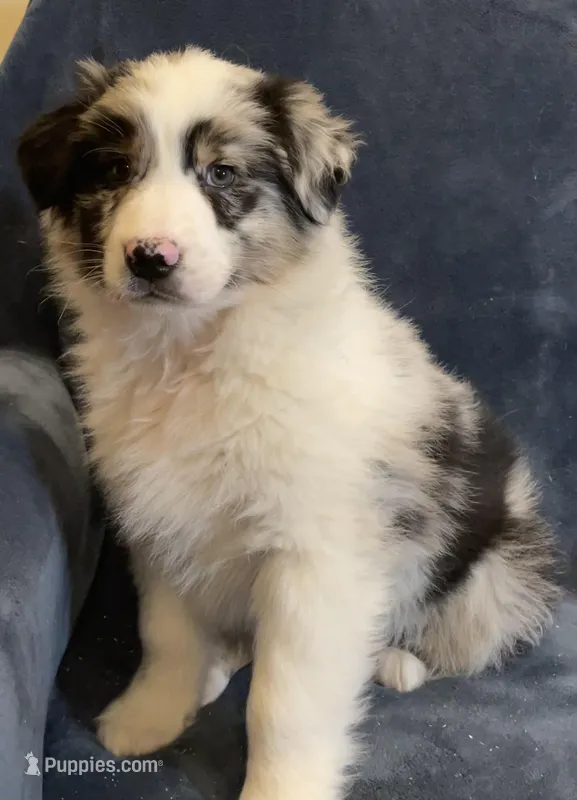 Austin – Australian Shepherd puppy for sale in Hillsboro, WI