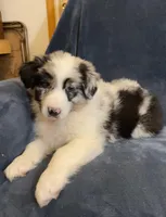 Austin, a male Australian Shepherd for sale in Hillsboro, WI – Photo 3 of 5