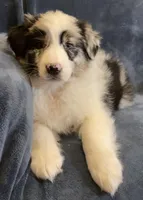 Austin, a male Australian Shepherd for sale in Hillsboro, WI – Photo 2 of 5