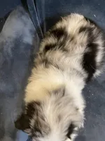 Austin, a male Australian Shepherd for sale in Hillsboro, WI – Photo 5 of 5