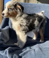 Blue, a male Australian Shepherd for sale in Hillsboro, WI – 5 of 5