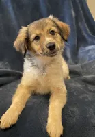 Libby, a female American Eskimo and Jack Russell Terrier for sale in Hillsboro, WI – 5 of 10