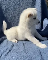 Snowy, a female Shiba Inu for sale in Hillsboro, WI – 2 of 5