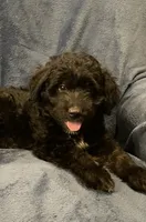 Fin, a male English Shepherd and Poodle - Miniature  for sale in Hillsboro, WI – 2 of 6