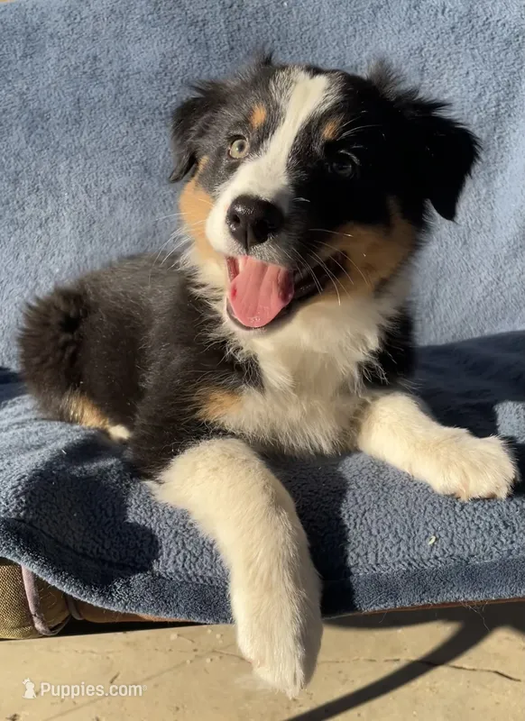 Rosie – Australian Shepherd puppy for sale in Hillsboro, WI