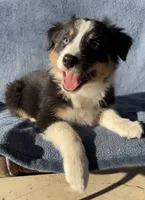 Rosie, a female Australian Shepherd for sale in Hillsboro, WI – 1 of 5
