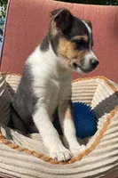 Wyatt , a male Australian Cattle Dog and Border Collie for sale in Hillsboro, WI – 4 of 7
