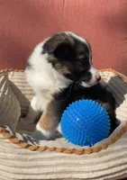 Dusty, a male Australian Cattle Dog and Border Collie for sale in Hillsboro, WI – 2 of 7
