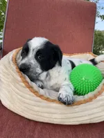 Kiki, a female Australian Cattle Dog for sale in Hillsboro, WI – 3 of 5