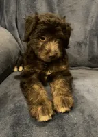 Willow , a female English Shepherd and Poodle - Miniature  for sale in Hillsboro, WI – 5 of 8
