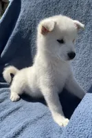 Snowy, a female Shiba Inu for sale in Hillsboro, WI – 4 of 5