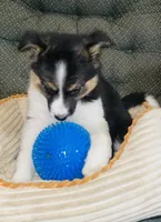 Annie , a female Australian Cattle Dog and Border Collie for sale in Hillsboro, WI – 3 of 7