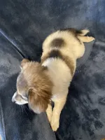 Gabby, a female American Eskimo and Jack Russell Terrier for sale in Hillsboro, WI – 10 of 10