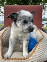 Pepper, a male Australian Cattle Dog for sale in Hillsboro, WI – 3 of 5