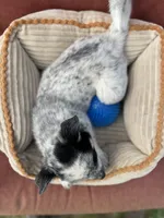 Pepper, a male Australian Cattle Dog for sale in Hillsboro, WI – 5 of 5