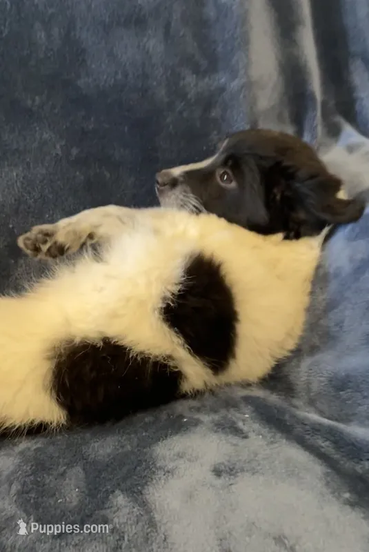 Millie – American Eskimo, Jack Russell Terrier puppy for sale in Hillsboro, WI