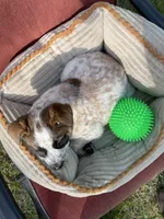 Red, a male Australian Cattle Dog for sale in Hillsboro, WI – 5 of 5