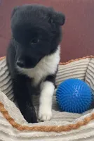 Sage, a female Australian Cattle Dog and Border Collie for sale in Hillsboro, WI – 4 of 5