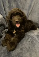 Fin, a male English Shepherd and Poodle - Miniature  for sale in Hillsboro, WI – 4 of 6