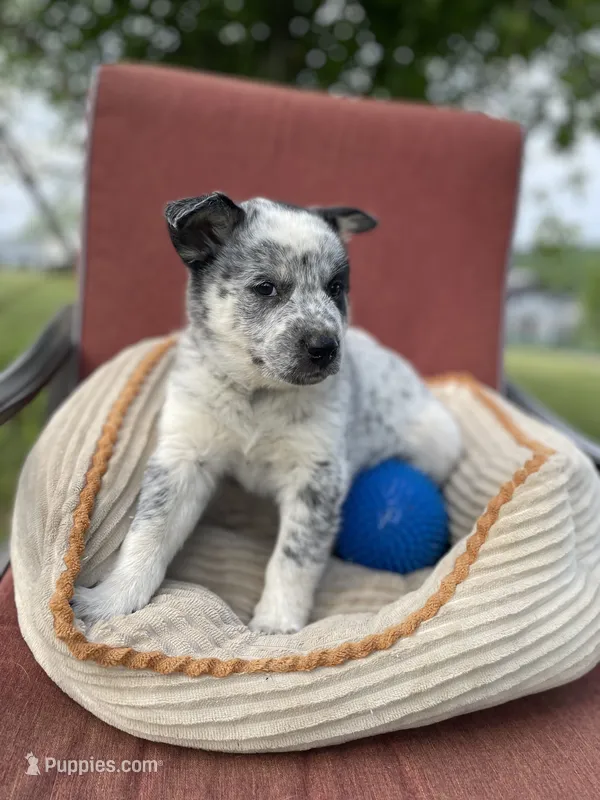 Pepper – Australian Cattle Dog puppy for sale in Hillsboro, WI