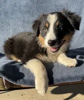 Rosie, a female Australian Shepherd for sale in Hillsboro, WI – 3 of 5