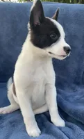 Scout, a male Australian Cattle Dog and Border Collie for sale in Hillsboro, WI – 4 of 6