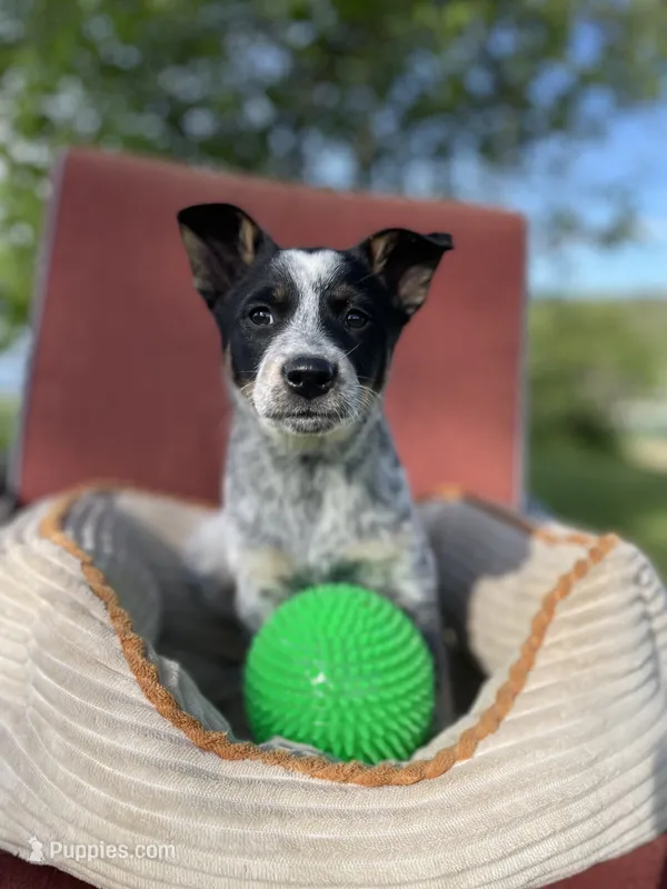 Cheyenne  – Australian Cattle Dog, Mountain Cur puppy for sale in Hillsboro, WI