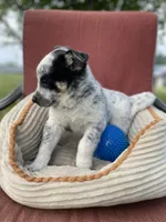 Pepper, a male Australian Cattle Dog for sale in Hillsboro, WI – 2 of 5