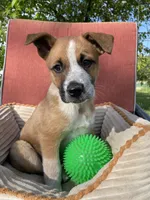Hunter, a male Australian Cattle Dog and Mountain Cur for sale in Hillsboro, WI – 4 of 5