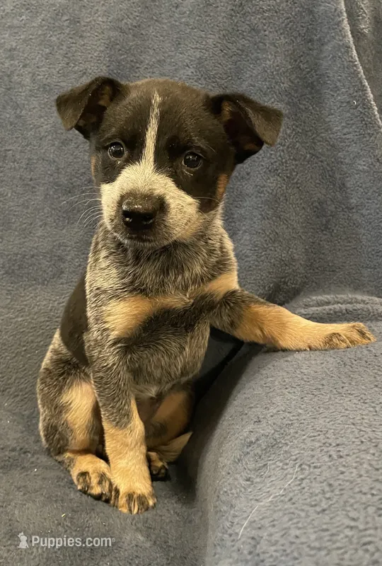 Koda – Australian Cattle Dog puppy for sale in Hillsboro, WI