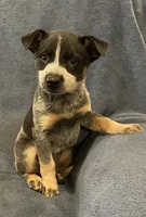 Koda, a female Australian Cattle Dog for sale in Hillsboro, WI – 1 of 5