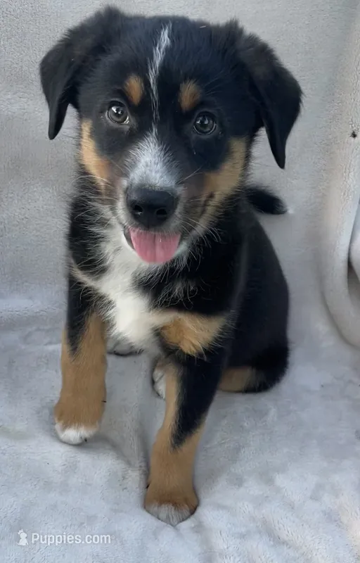 Chippy – Australian Cattle Dog puppy for sale in Hillsboro, WI