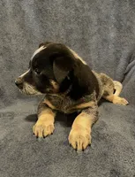 Banjo, a male Australian Cattle Dog for sale in Hillsboro, WI – 3 of 5