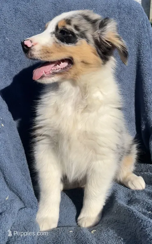 Bandit – Australian Shepherd puppy for sale in Hillsboro, WI
