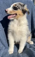 Bandit, a male Australian Shepherd for sale in Hillsboro, WI – 1 of 5