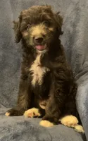 Milo, a male English Shepherd and Poodle - Miniature  for sale in Hillsboro, WI – 3 of 8